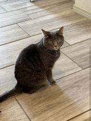 Lost Female Cat last seen Carrots avenue, Horizon City, TX 79928