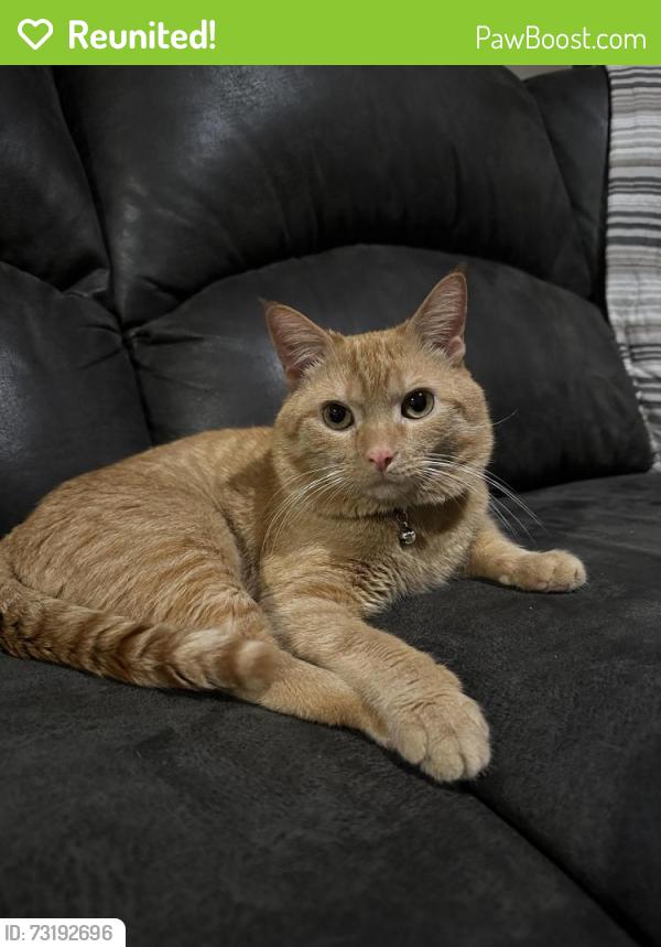 Reunited Male Cat last seen Puritas ave, Cleveland, OH 44135