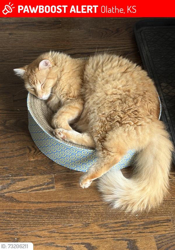 Lost Male Cat last seen Near W 113th Street and S Ridgeview Road in Olathe — in the neighborhood between Ridgeview and Millview., Olathe, KS 66061