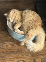 Lost Male Cat last seen Near W 113th Street and S Ridgeview Road in Olathe — in the neighborhood between Ridgeview and Millview., Olathe, KS 66061