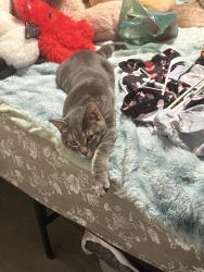 Lost Male Cat last seen Fisk street , mason, Green Bay, WI 54303