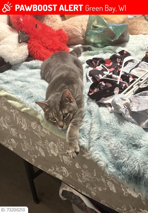 Lost Male Cat last seen Fisk street , mason, Green Bay, WI 54303