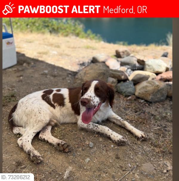 Lost Male Dog last seen Mcandrews, Medford, OR 97504