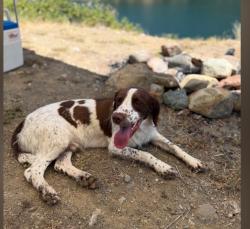 Lost Male Dog last seen Mcandrews, Medford, OR 97504