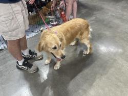 Lost Female Dog last seen Edgewater/ South Lane/ Jewett Holmwood, Orchard Park, NY 14127