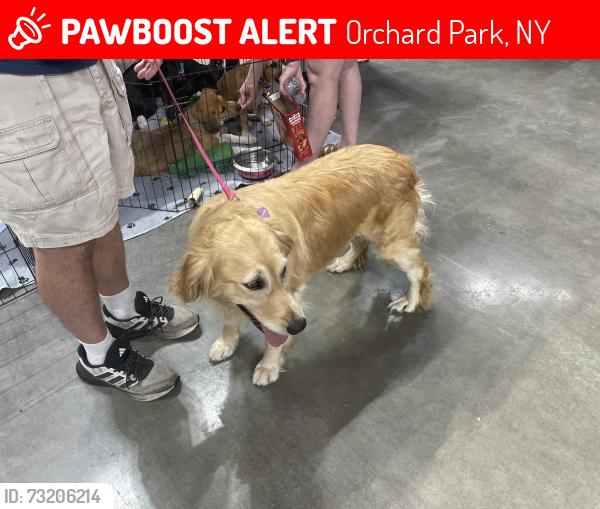 Lost Female Dog last seen Edgewater/ South Lane/ Jewett Holmwood, Orchard Park, NY 14127
