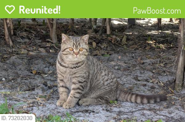 Reunited Male Cat last seen Tuskawilla road, Winter Park, FL 32792