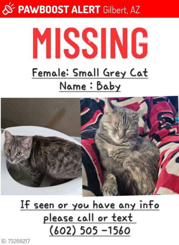 Lost Female Cat last seen Ray & Greenfeild, Gilbert, AZ 85296
