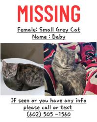 Lost Female Cat last seen Ray & Greenfeild, Gilbert, AZ 85296