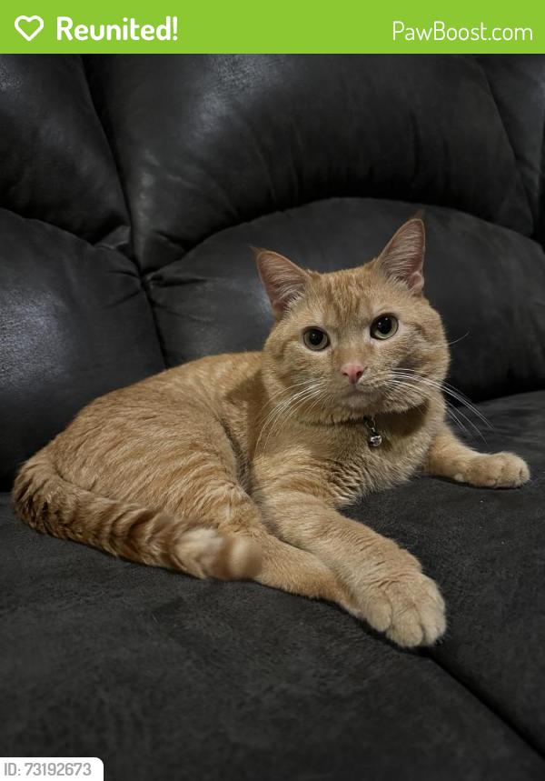 Reunited Male Cat last seen Puritas Ave, Cleveland, OH 44135