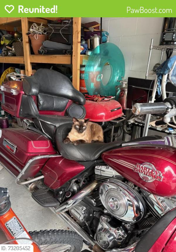Reunited Male Cat last seen Wekiva Springs Blvd., Longwood, FL 32779