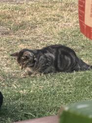 Lost Male Cat last seen 6th ave Arcadia, Arcadia, CA 91006