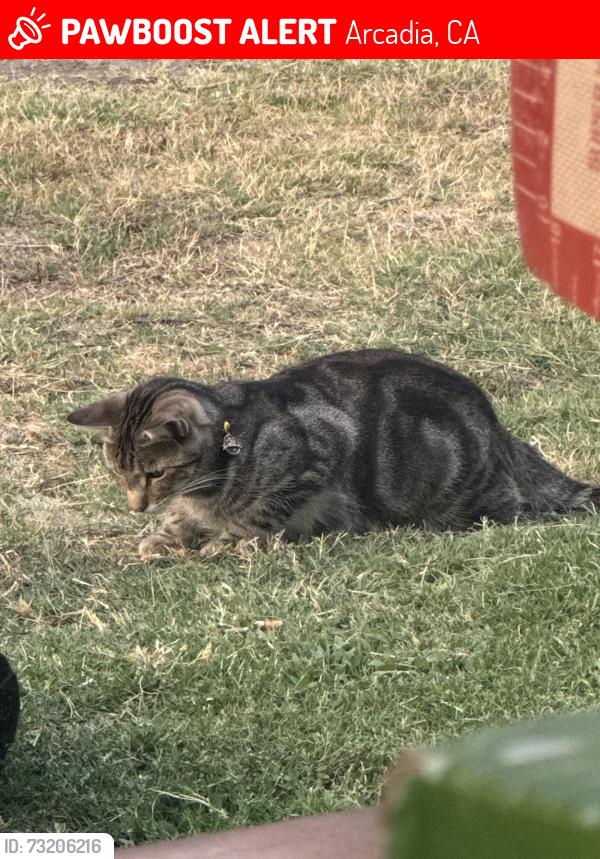 Lost Male Cat last seen 6th ave Arcadia, Arcadia, CA 91006