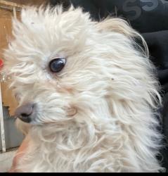 Lost Male Dog last seen S Newton and Louisiana, Denver, CO 80219