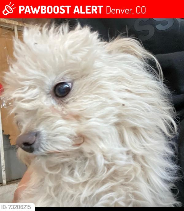 Lost Male Dog last seen S Newton and Louisiana, Denver, CO 80219
