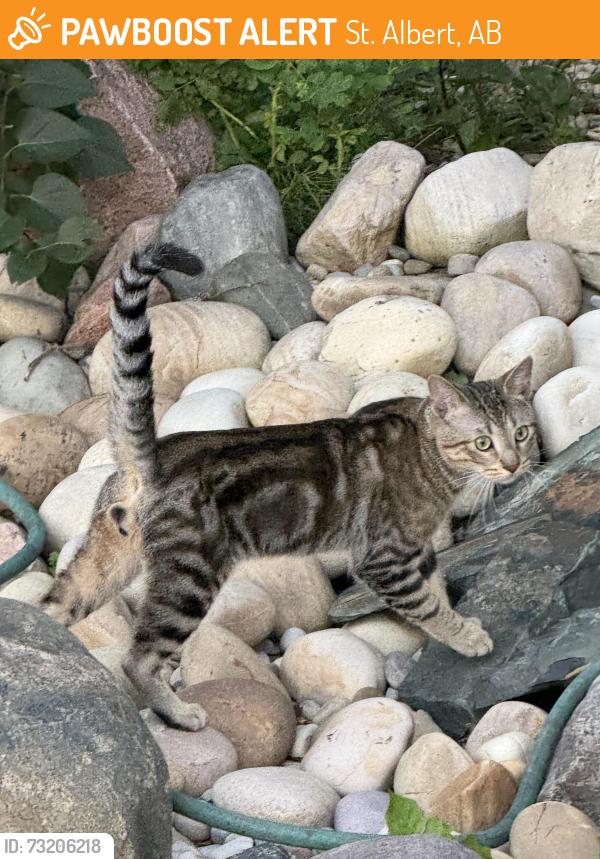 Found/Stray Male Cat last seen Dixon Pond, Northridge, St Albert, St. Albert, AB 