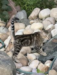 Found/Stray Male Cat last seen Dixon Pond, Northridge, St Albert, St. Albert, AB 