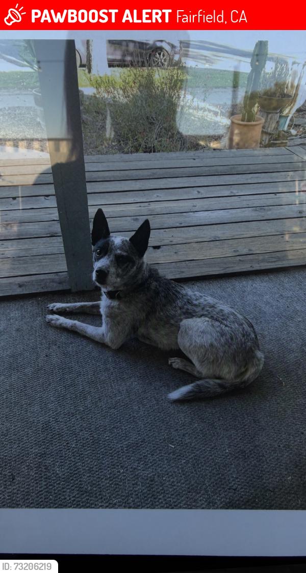 Lost Female Dog last seen Jackson st, Fairfield, CA 94533