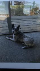 Lost Female Dog last seen Jackson st, Fairfield, CA 94533