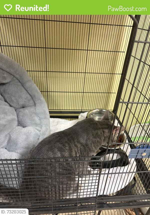Reunited Male Cat last seen Windsor rd, Triangle, VA 22172