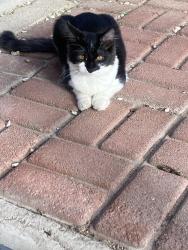 Reunited Male Cat last seen Near Exeter Dr, Las Vegas, NV 89156, USA, Las Vegas, NV 89156