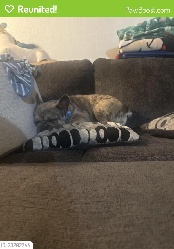 Reunited Male Dog last seen Grande ronde st, Kennewick, WA 99336