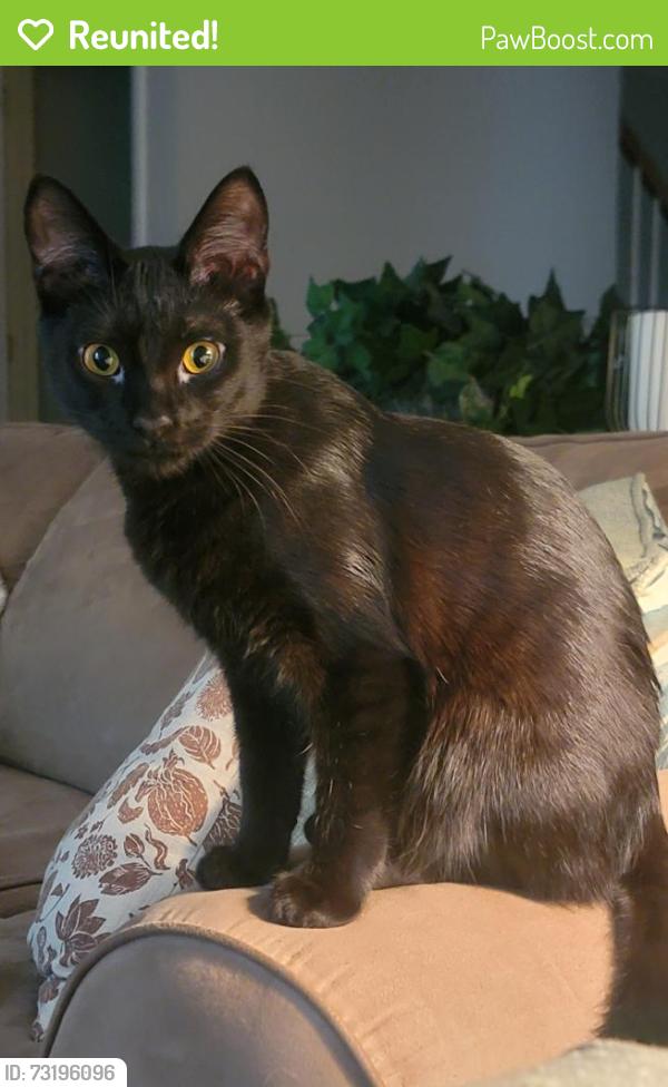 Reunited Female Cat last seen Fairfax Village South, Patton Rd & Carrollton Dr, Harrisburg, PA 17112