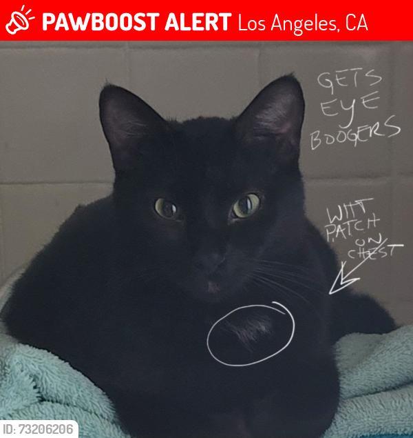 Lost Male Cat last seen Between Roscoe and Strathern, Los Angeles, CA 91304