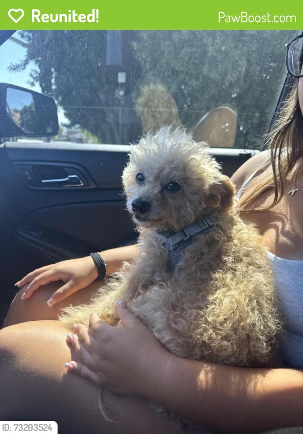 Reunited Male Dog last seen Between 9th and 19th Street, Los Angeles, CA 90732
