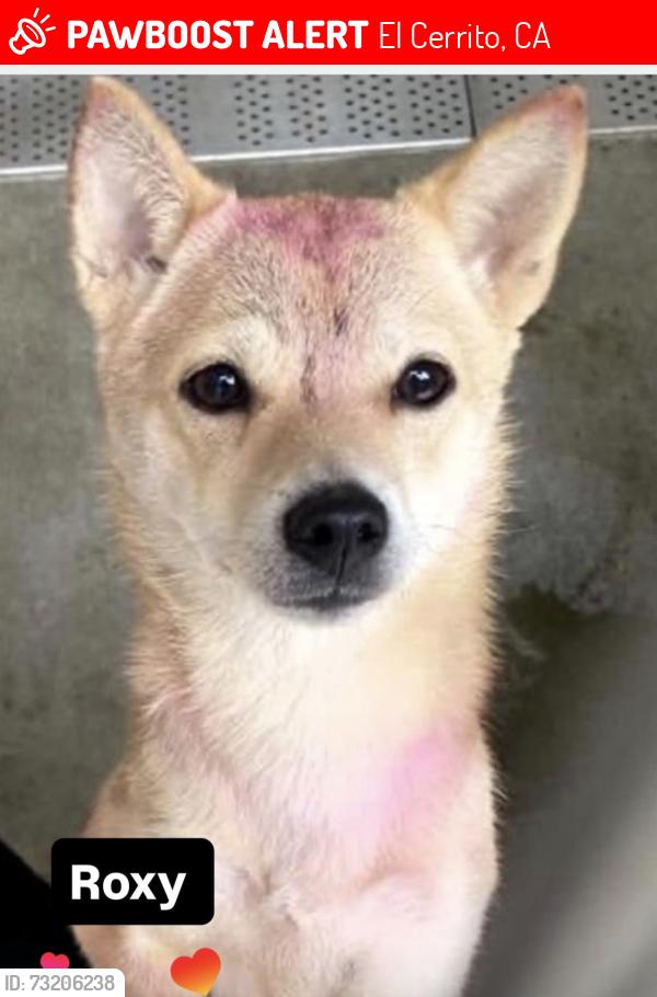 Lost Female Dog last seen El Cerrito temescal canyon, Corona, CA 92881