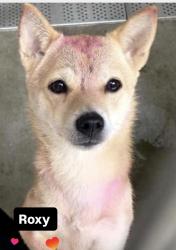 Lost Female Dog last seen El Cerrito temescal canyon, Corona, CA 92881
