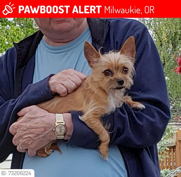 Lost Male Dog last seen McLaughlin blvd, Milwaukie, OR 97267