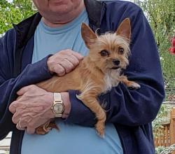 Lost Male Dog last seen McLaughlin blvd, Milwaukie, OR 97267