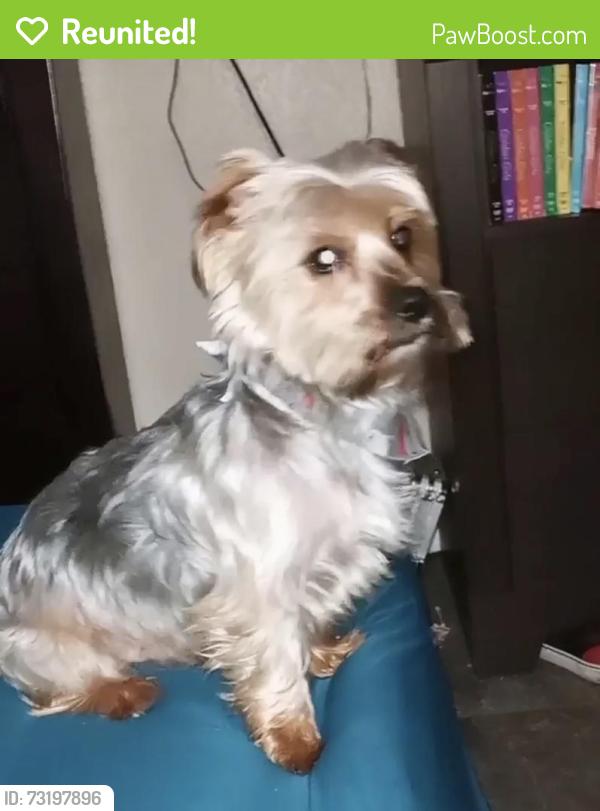 Reunited Male Dog last seen West Hilderbrand avenue, San Antonio, TX 78201