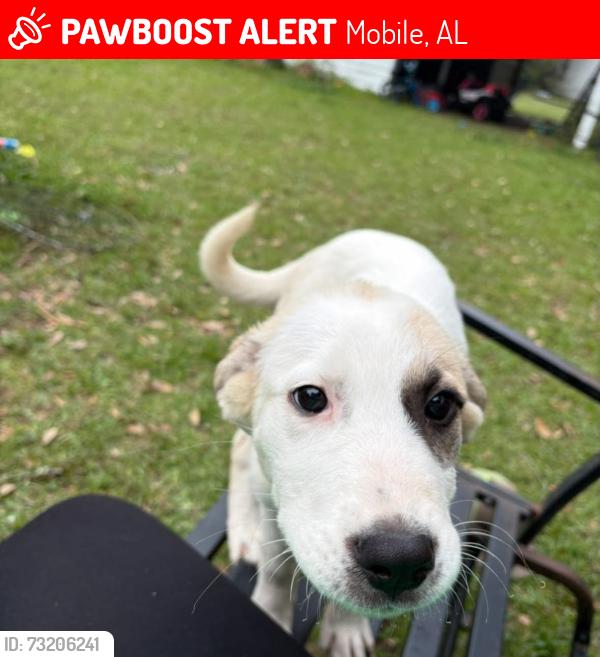 Lost Female Dog last seen Around park rd and McNally park, Mobile, AL 36605