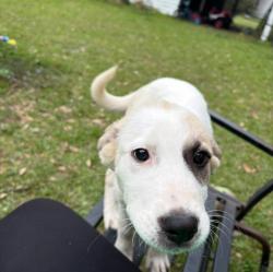 Lost Female Dog last seen Around park rd and McNally park, Mobile, AL 36605