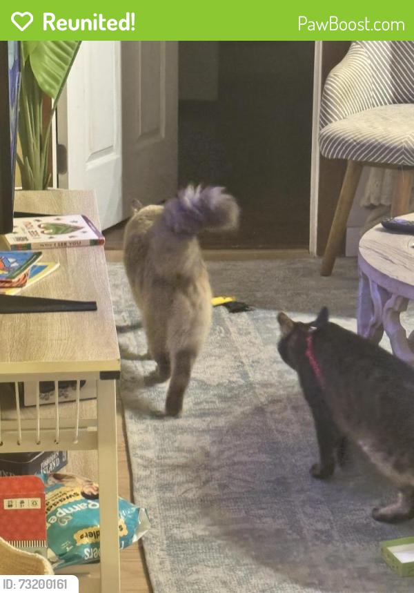 Reunited Male Cat last seen Derby and Parker, Berkeley, CA 94704