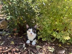 Reunited Male Cat last seen Hampden and Tower behind Safeway, Aurora, CO 80013
