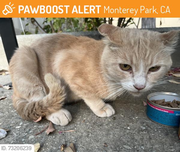 Found/Stray Male Cat last seen Around East Los Angeles College Campus, Monterey Park, CA 91754