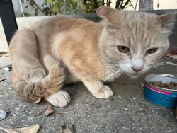 Found/Stray Male Cat last seen Around East Los Angeles College Campus, Monterey Park, CA 91754