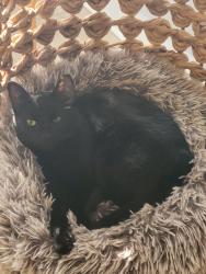 Reunited Male Cat last seen Near ave and 89th st, Edmonton, AB T5E 3J9