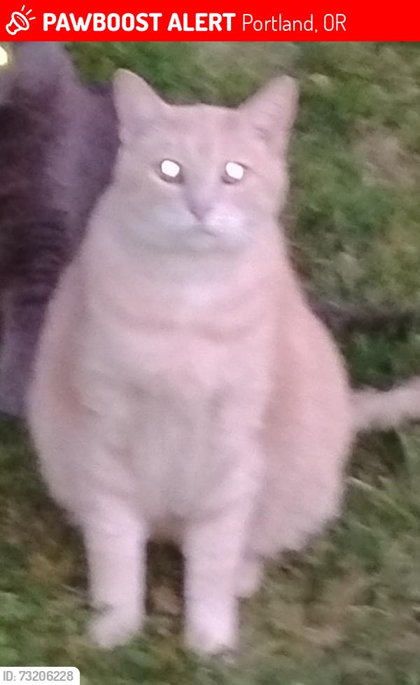 Lost Male Cat last seen N. Killingsworth & N. Commercial, Portland, OR 97217