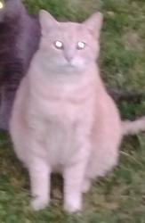 Lost Male Cat last seen N. Killingsworth & N. Commercial, Portland, OR 97217