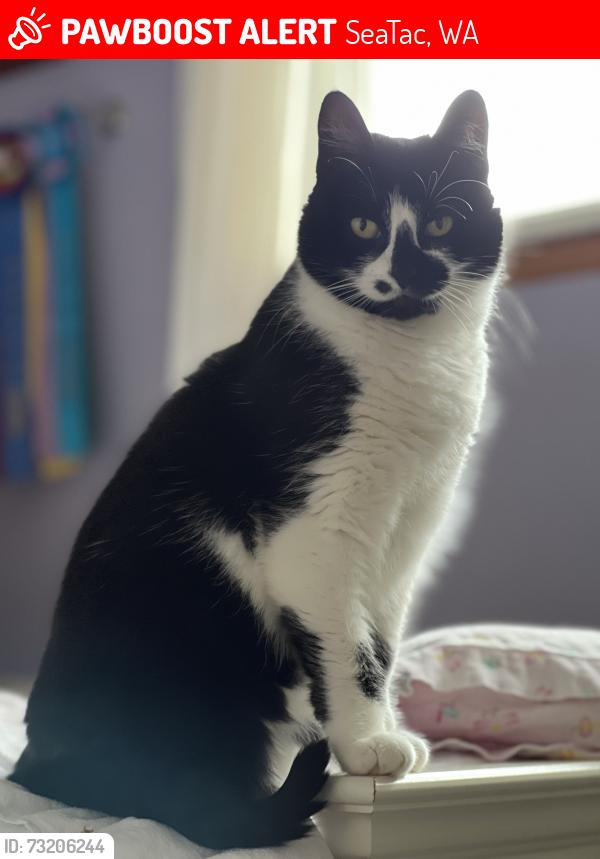 Lost Female Cat last seen 176th and 42nd, SeaTac, WA 98188