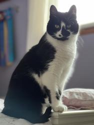Lost Female Cat last seen 176th and 42nd, SeaTac, WA 98188