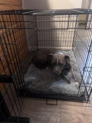 Reunited Female Dog last seen Eastwood Park, Houston, TX 77011