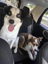 Reunited Female Dog last seen Rosenberg orangeburg, Modesto, CA 95350