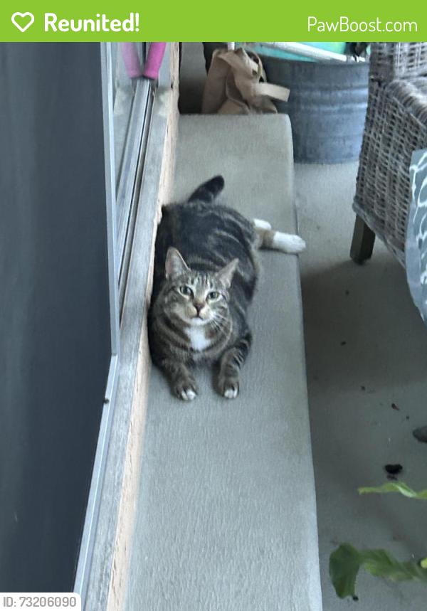 Reunited Male Cat last seen Emerald and Hawthorne, Torrance, CA 90503