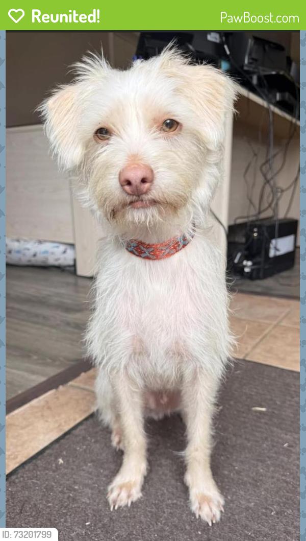 Reunited Male Dog last seen White Poplar and Coco Plum, Katy, TX 77449