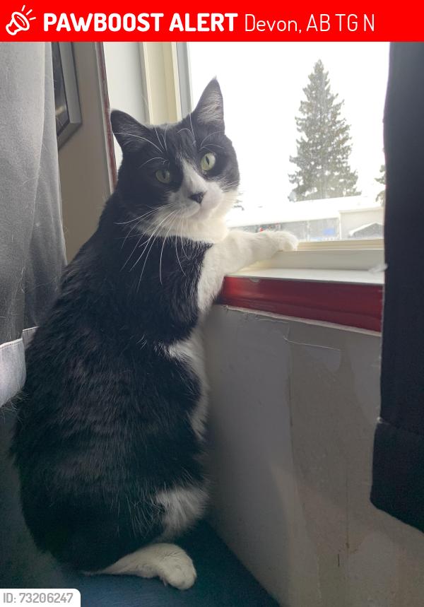 Lost Female Cat last seen Devon’ Lions Campground in Alberta, Devon, AB T9G 1N5